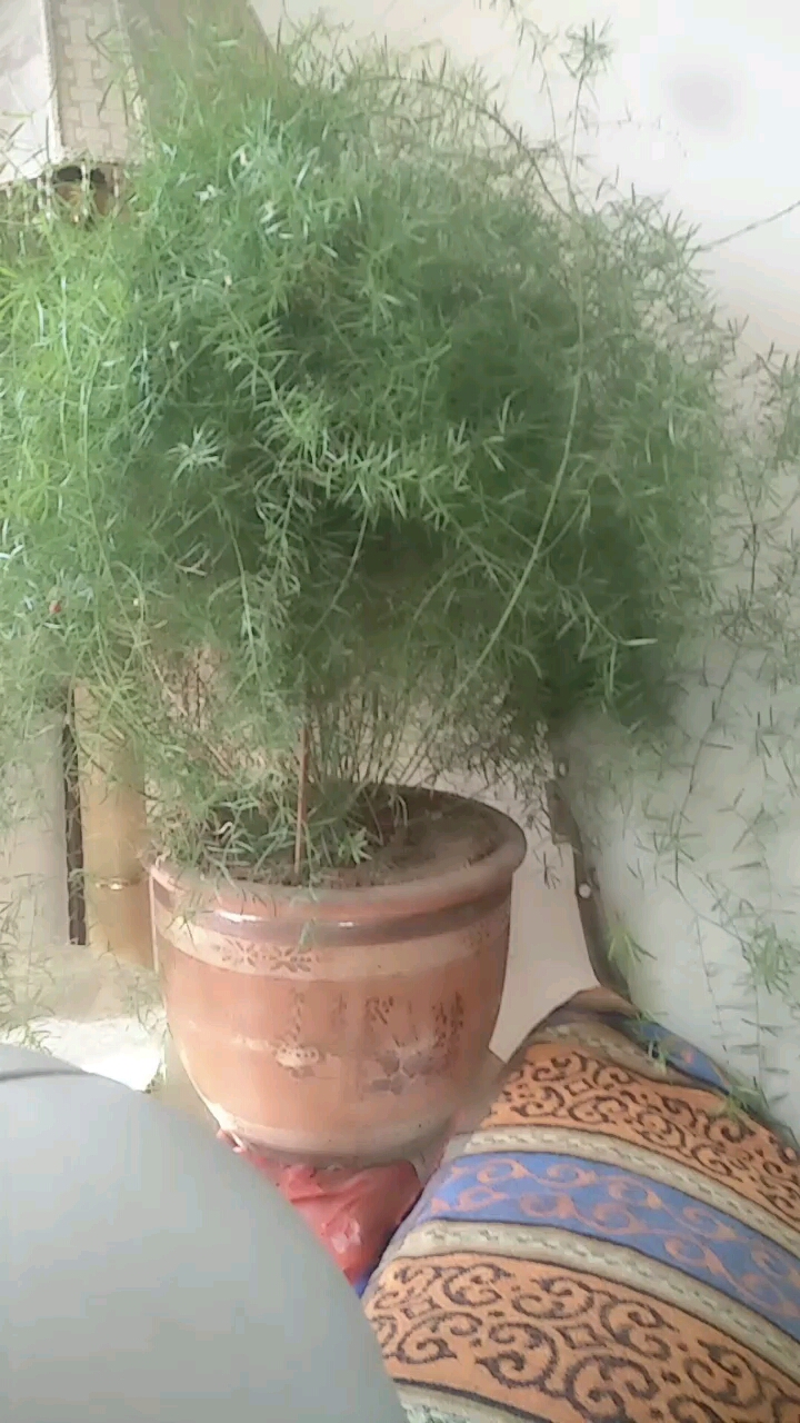这叫什么花呀???都长成一堆了,有没有什么解决的办法。