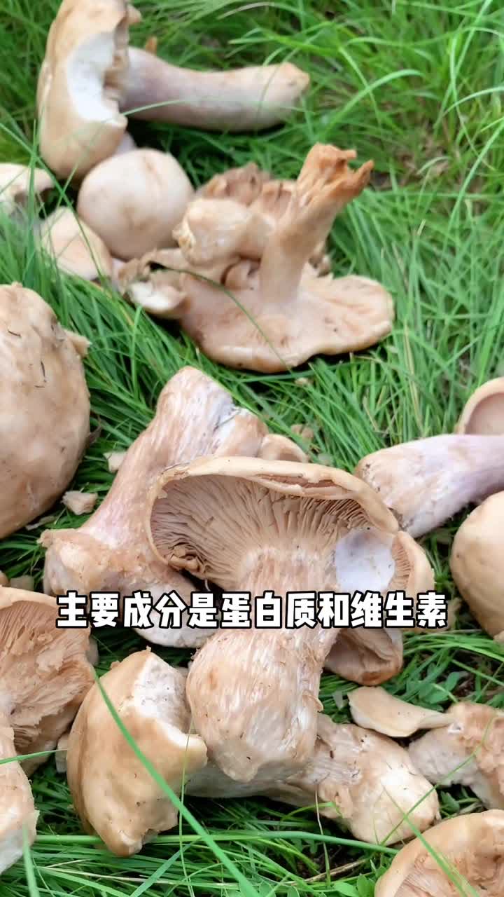 来内蒙古谁请你吃白蘑那可真实土豪啊,我一年也吃不到一回。