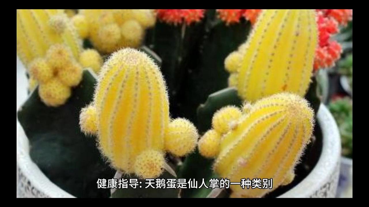 植物天鹅蛋开的花可以吃吗