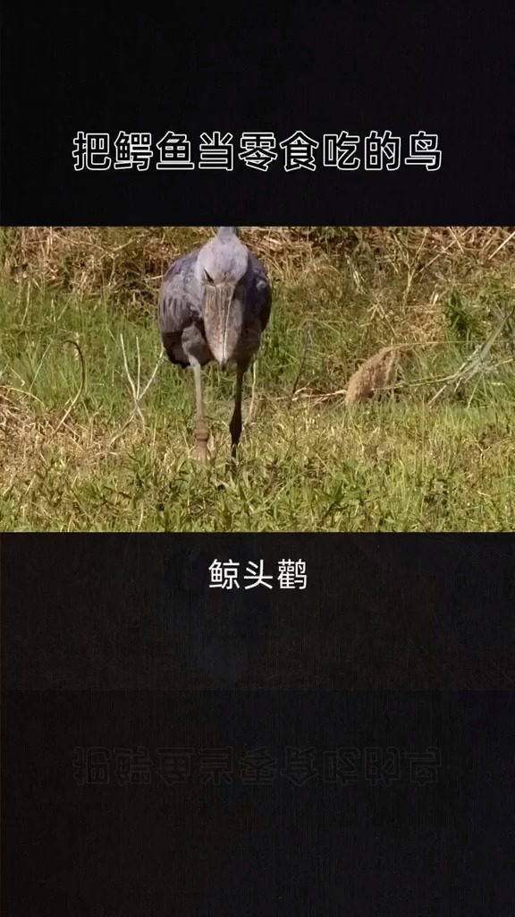 #我要上热门#把鳄鱼当零食的鸟,鲸头鹳:别看我长得萌,我可是很凶哒!