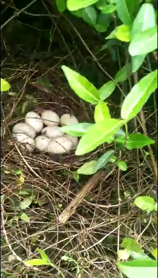 野野鸭蛋。好开心呐。不知道还能吃吗?