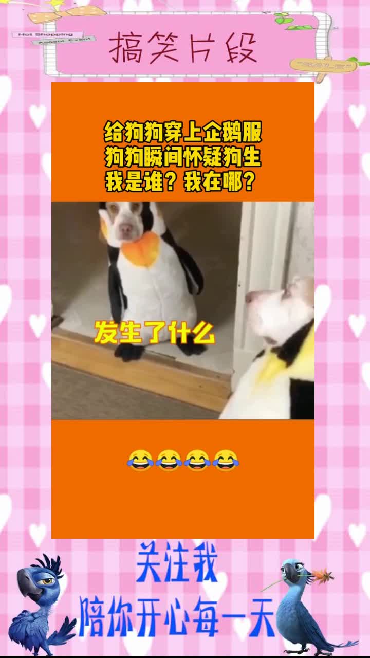 给狗狗穿上企鹅服,狗狗瞬间怀疑狗生,我是谁?我在哪?,搞笑段子