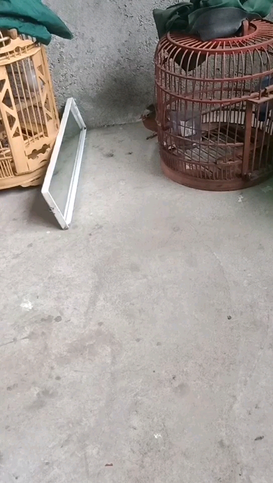 画眉鸟 这样的状态 好吗
