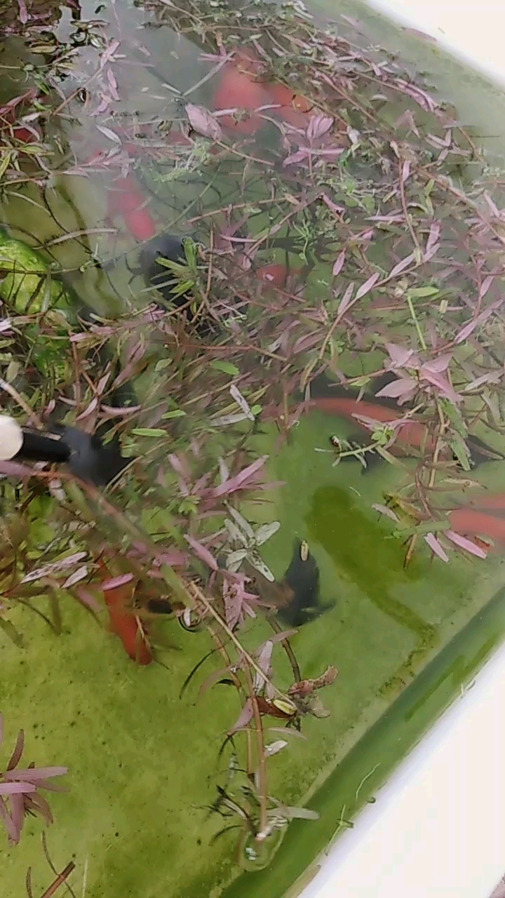 鱼