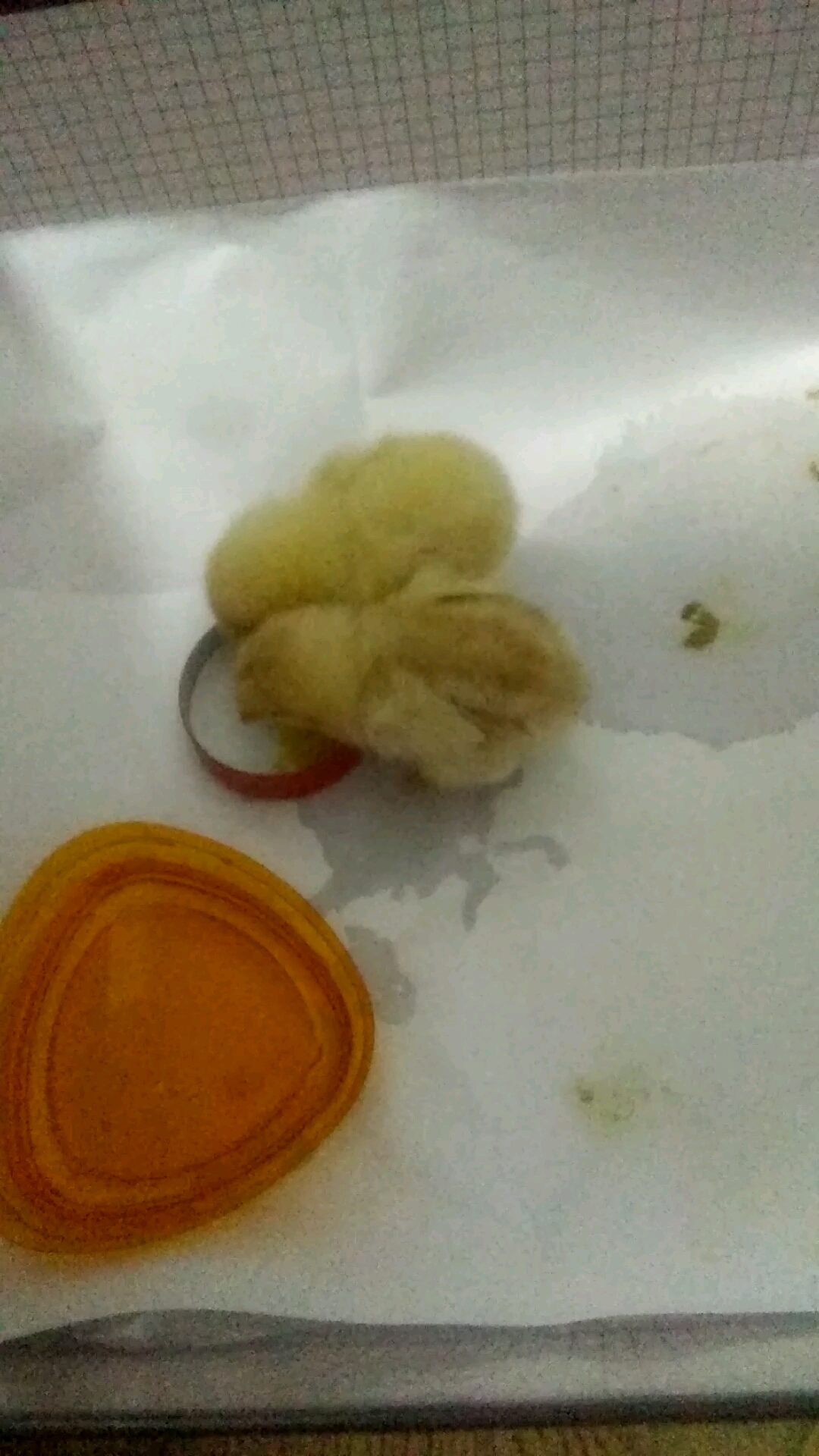 小鸡啄米