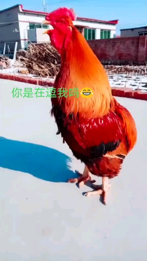 这叫声你不打开你都不知道