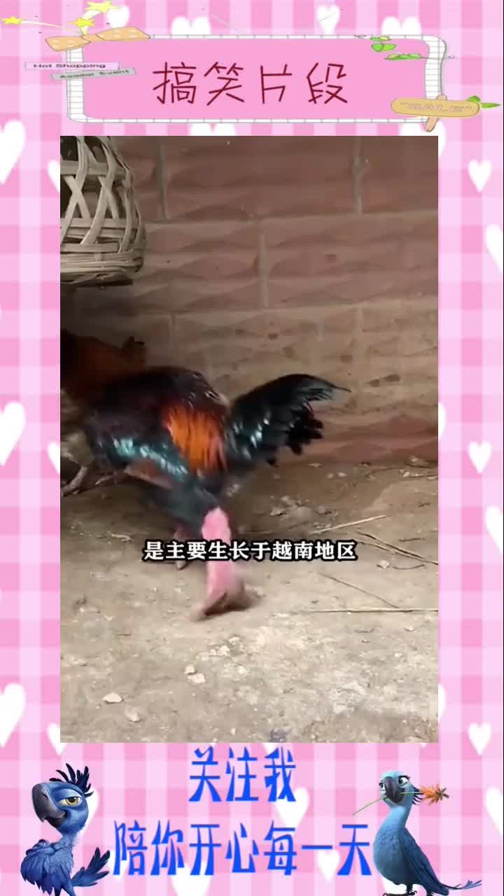 世界上最大的鸡爪,搞笑视频