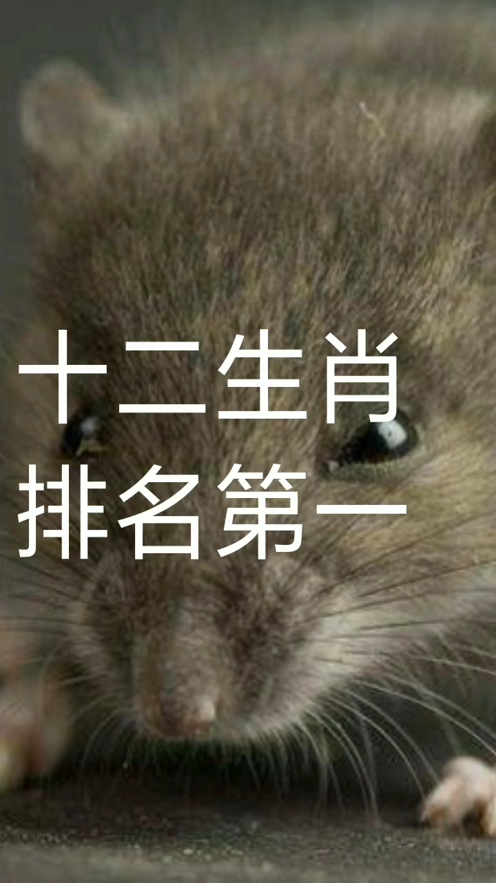 十二生肖。排名第一