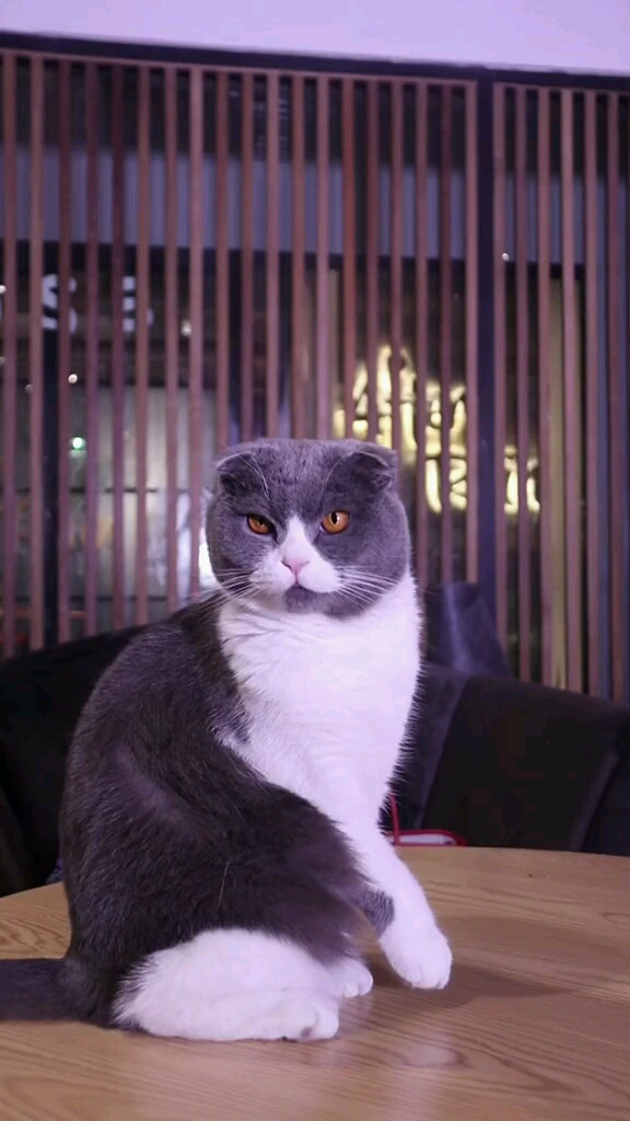 #宠物 #猫肉火锅 #沙雕沙雕沙雕  今天你叫破嗓子也没人来救你!