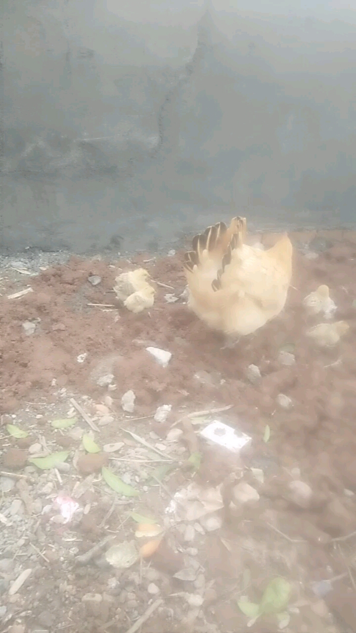 老母鸡带小鸡