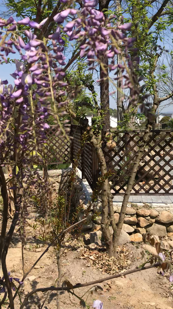 紫藤、白牡丹开花了