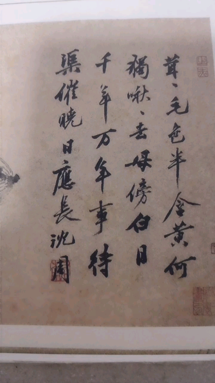 雏鸡