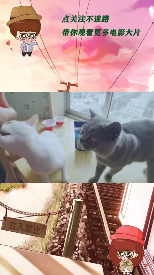 一对情侣小猫吃小鱼干也这么的亲密#猫咪 #猫 #蓝猫