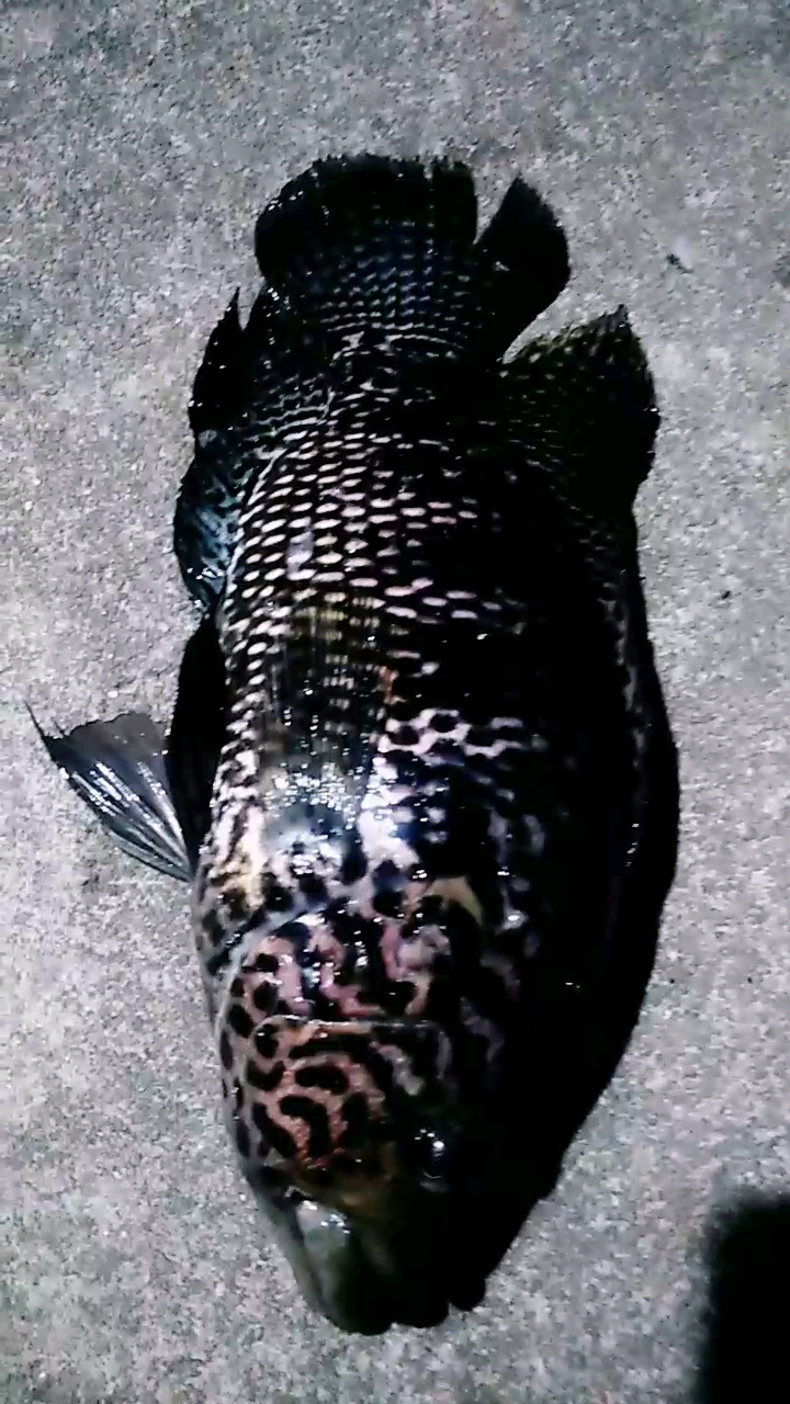 野生淡水石斑鱼