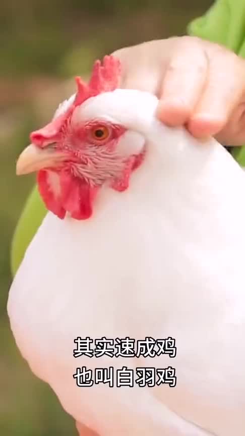 短短45天就出栏的速成鸡,到底能吃吗小鸡打针后健康成长,可成为食材!