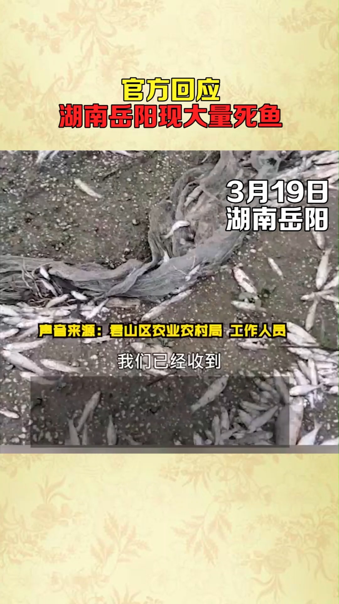 官方回应岳阳出现大量死鱼!