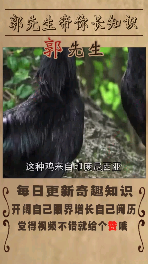 世界上最贵的宠物之金属鸡