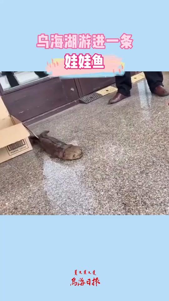 #内蒙古 #乌海 珍稀动物娃娃鱼游到乌海湖啦!五个指头太可爱!标志着乌海区域生态环境持续向