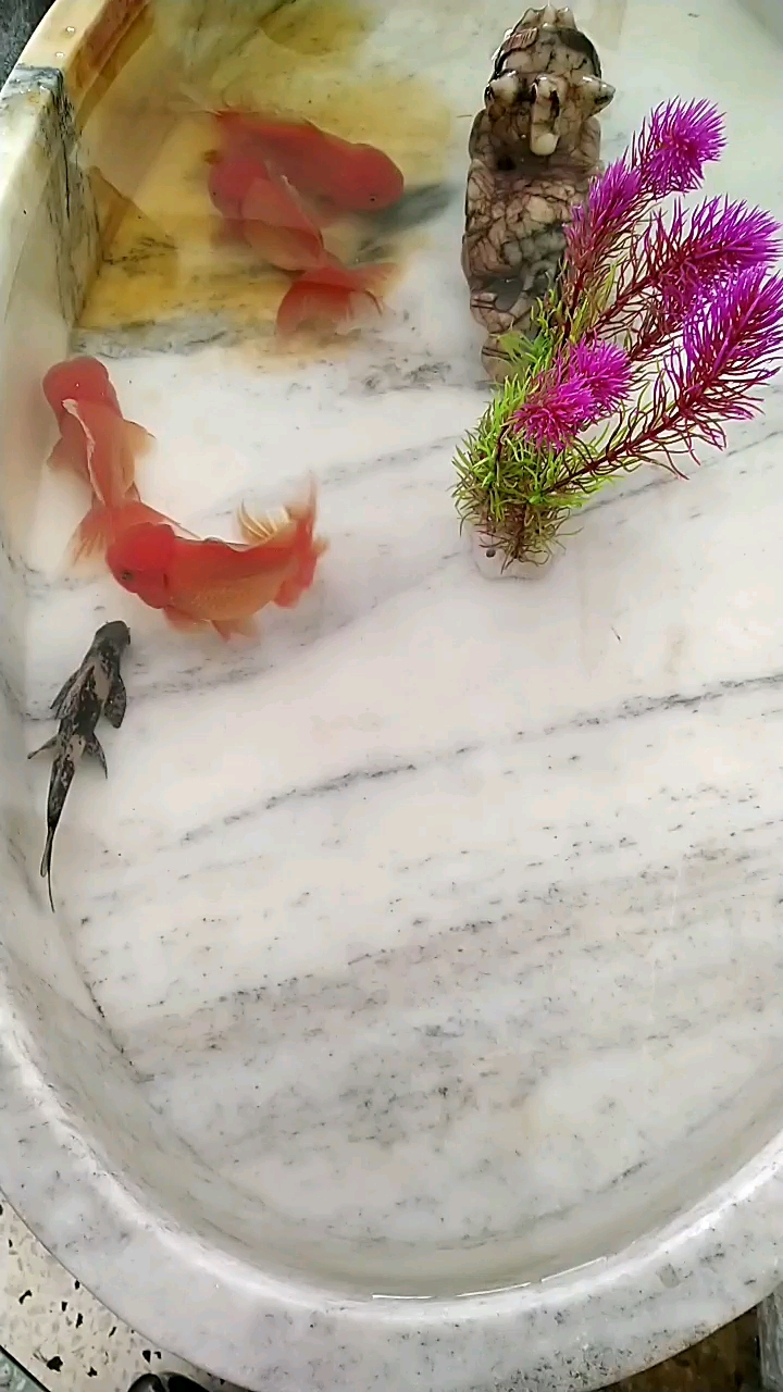 分享视频
