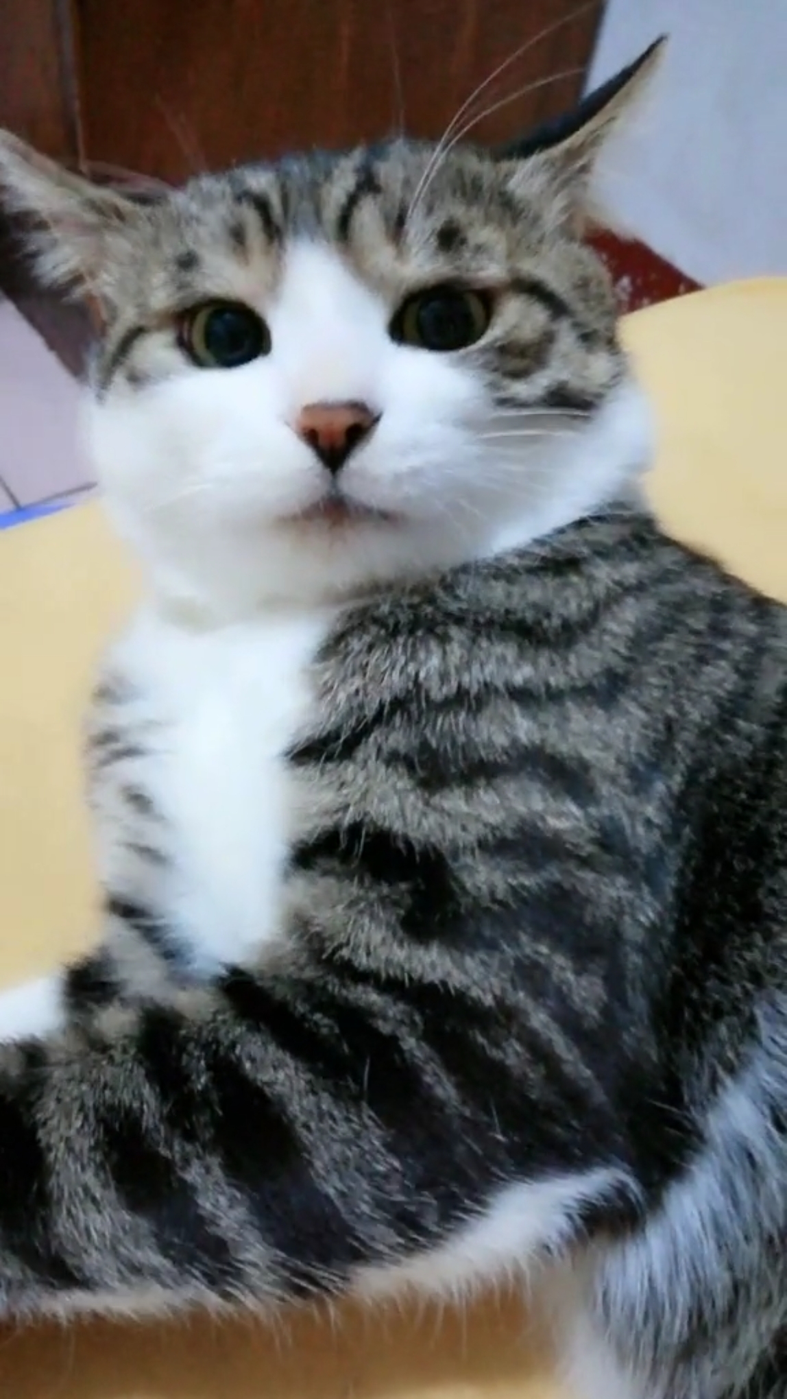 #小小爱宠萌化你#咋的,铲屎的要把我炖猫肉汤