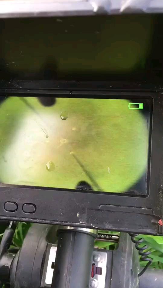 可视锚鱼