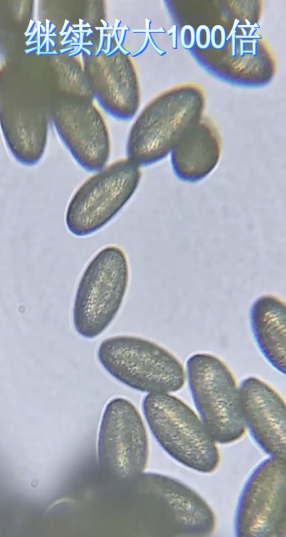 补发,显微镜下白菜花花粉的样子,像极了橄榄球。