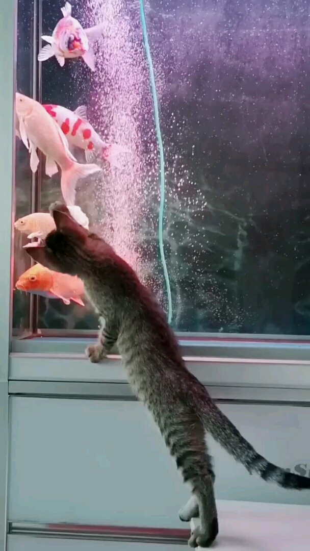 猫咪抓鱼可怎么了