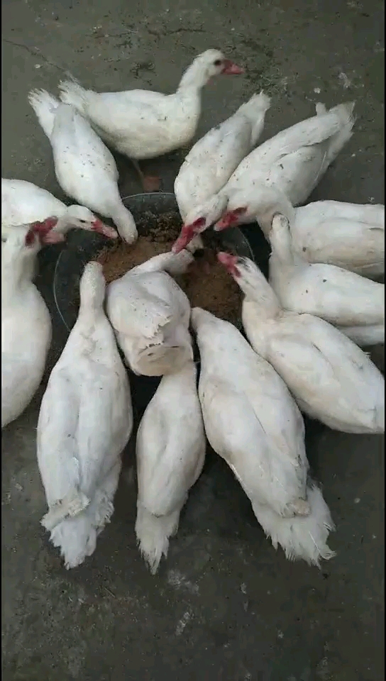 红色的鸭子