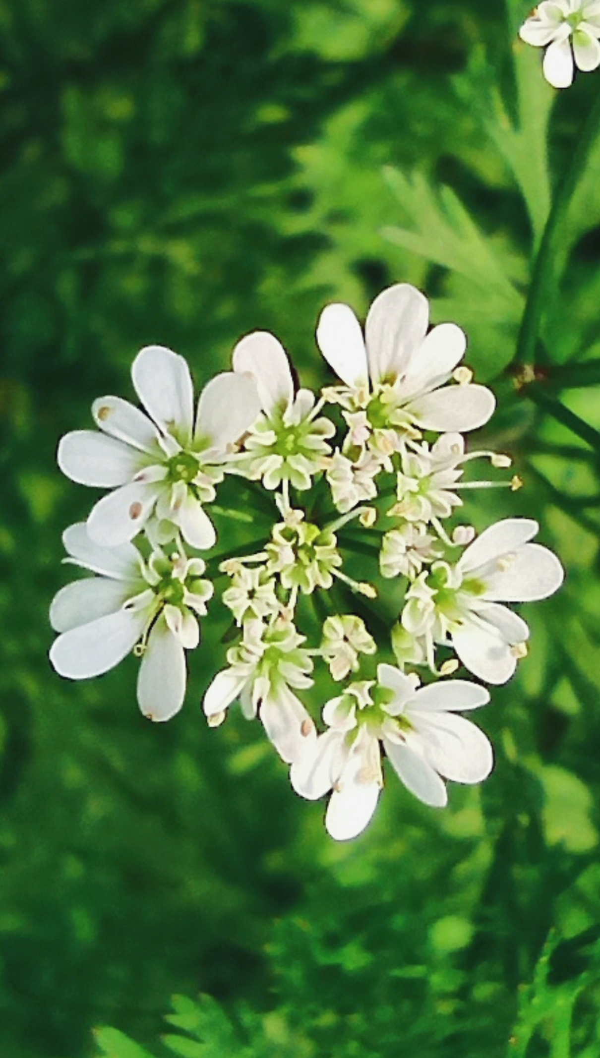 #在家云旅游#花语7.香菜(芫荽)。每个人内心都有负面能量,如果你自己能够去面对,你就可以