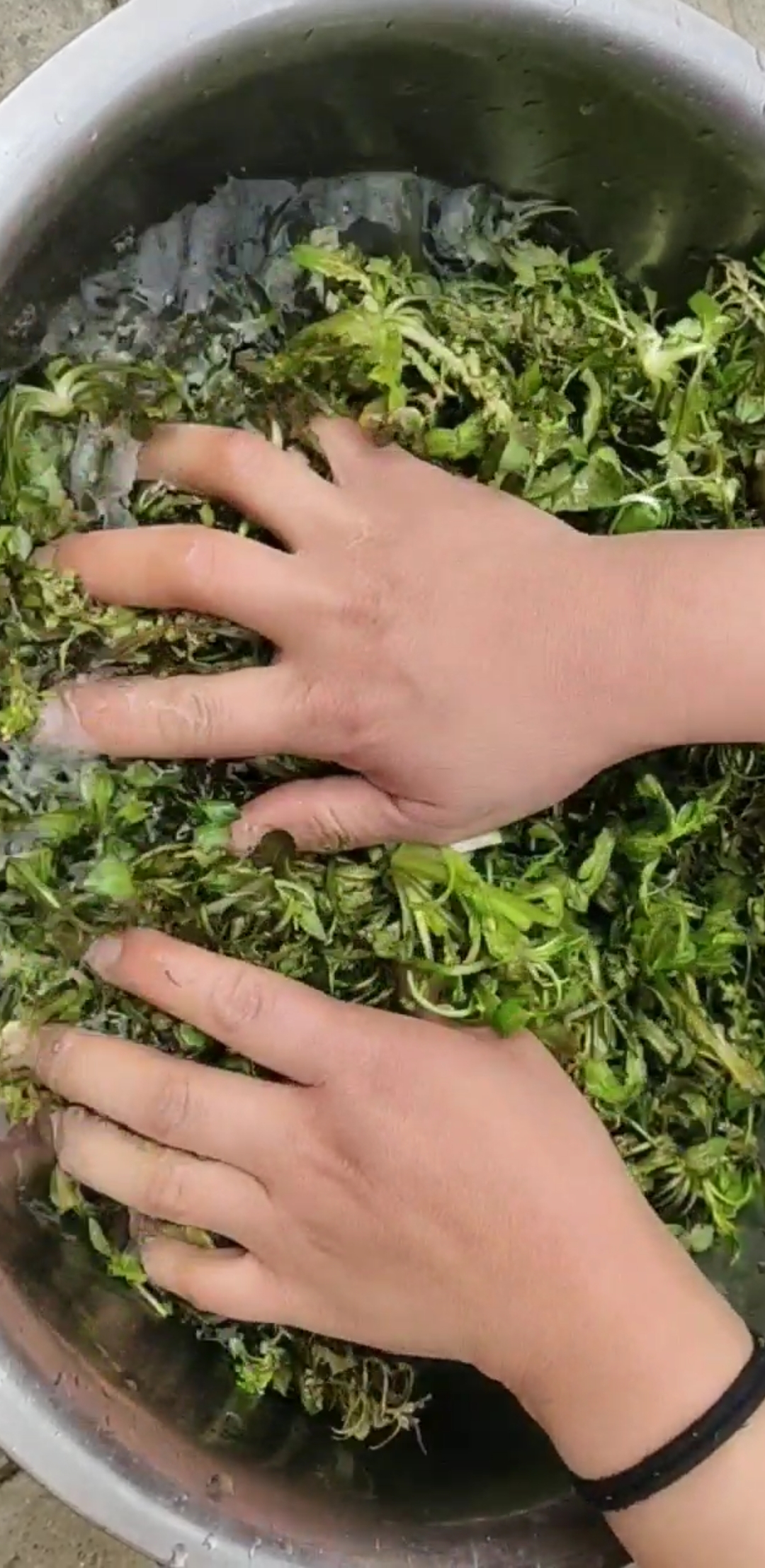 #舌尖上的乡村美食#荠菜饺子馅儿的家常做法,鲜香味美,营养又好吃!