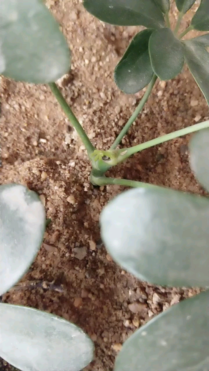分享视频