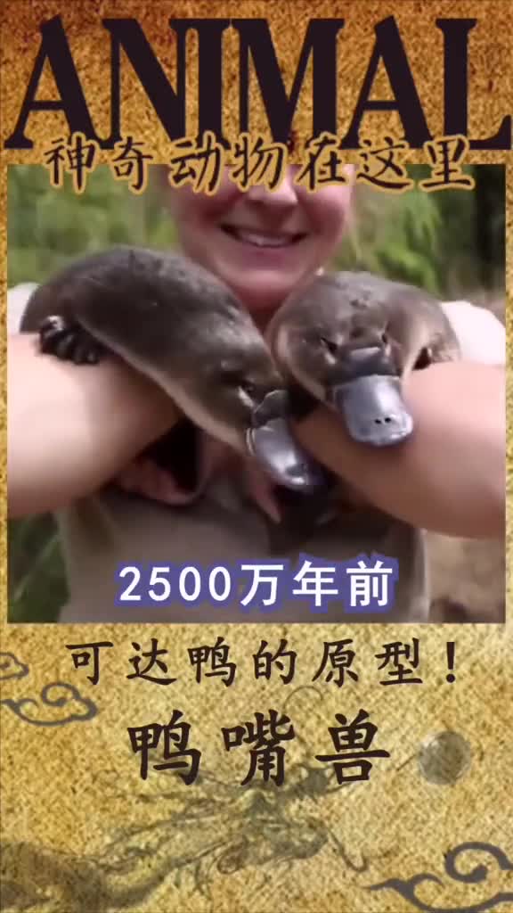 神奇动物在这里:你再也看不到我的悲伤,因为我隐藏的是那么无所谓。