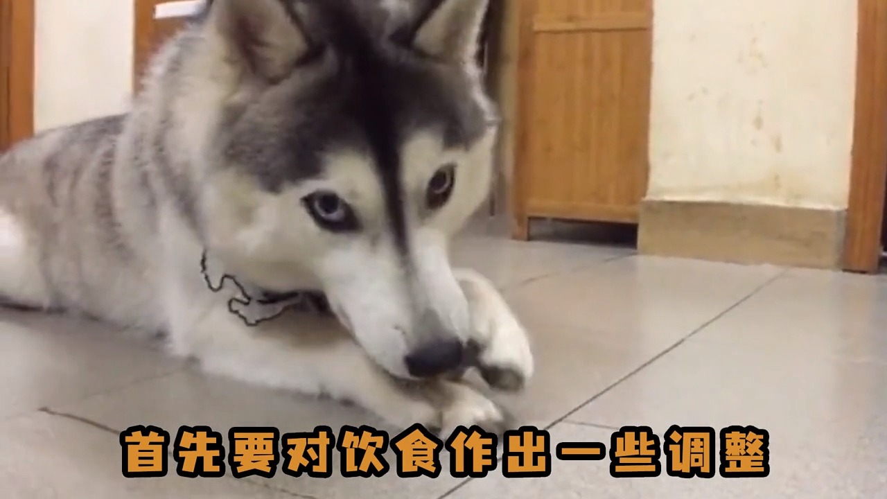 #我要上热门#狗子嘴角溃烂 通常是由维生素B族缺乏 引起的口角溃烂。 需要进行饮食的调整