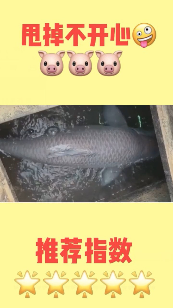 #娱乐#这是我见过最大的青鱼,此生能钓一条这么大的鱼足矣