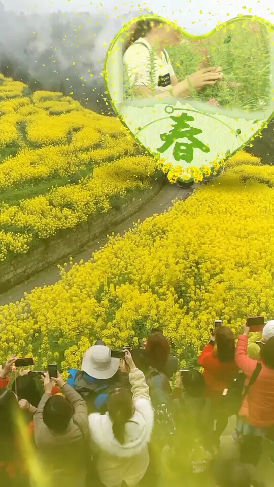 油菜花田