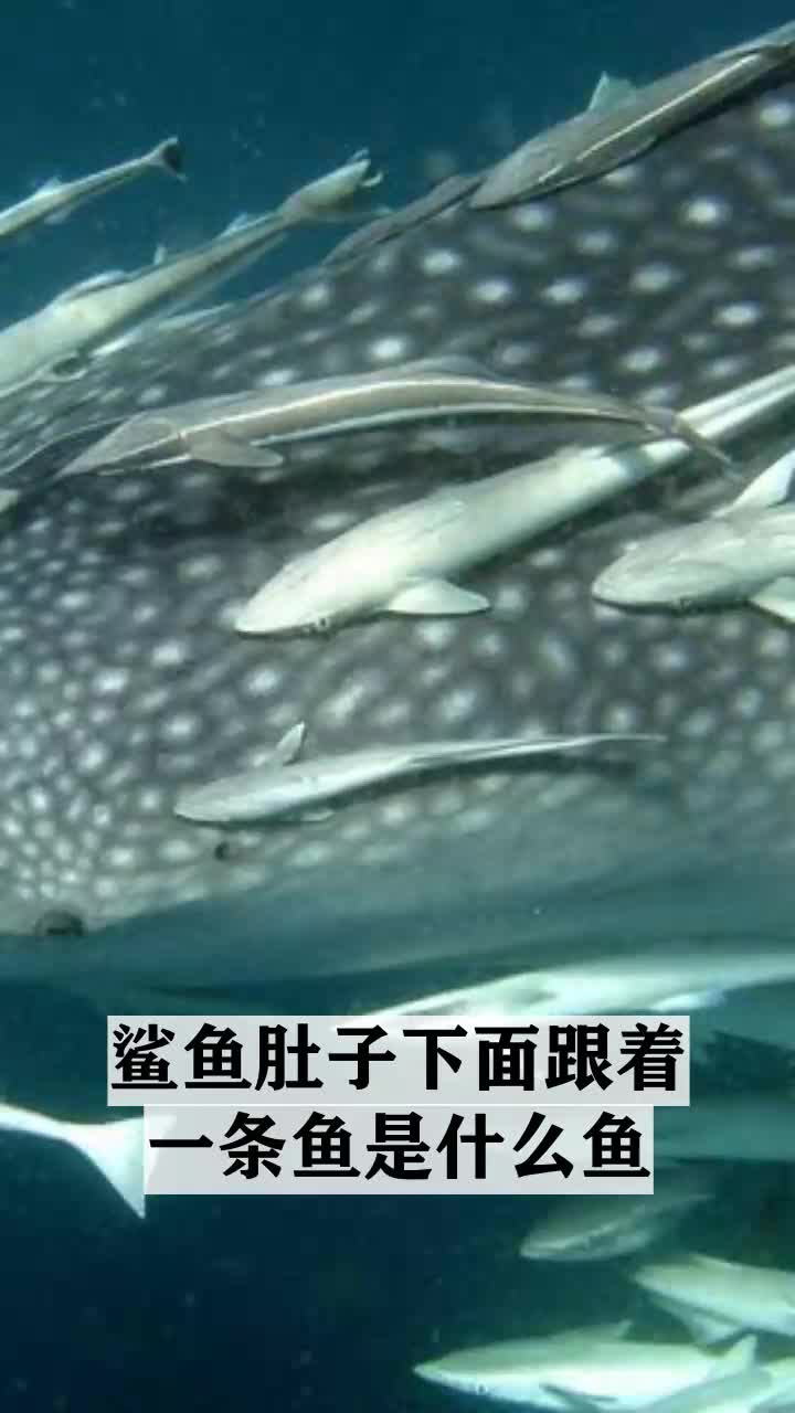 鲨鱼肚子下面跟着一条鱼是什么鱼