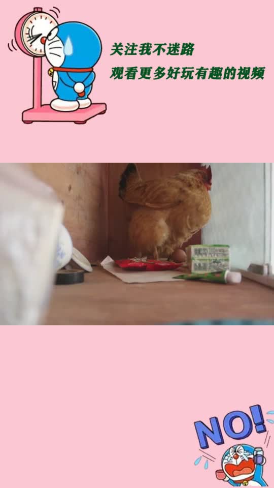 真是个稀奇事,老母鸡每次都在客厅的柜子里下蛋,赶也赶不走