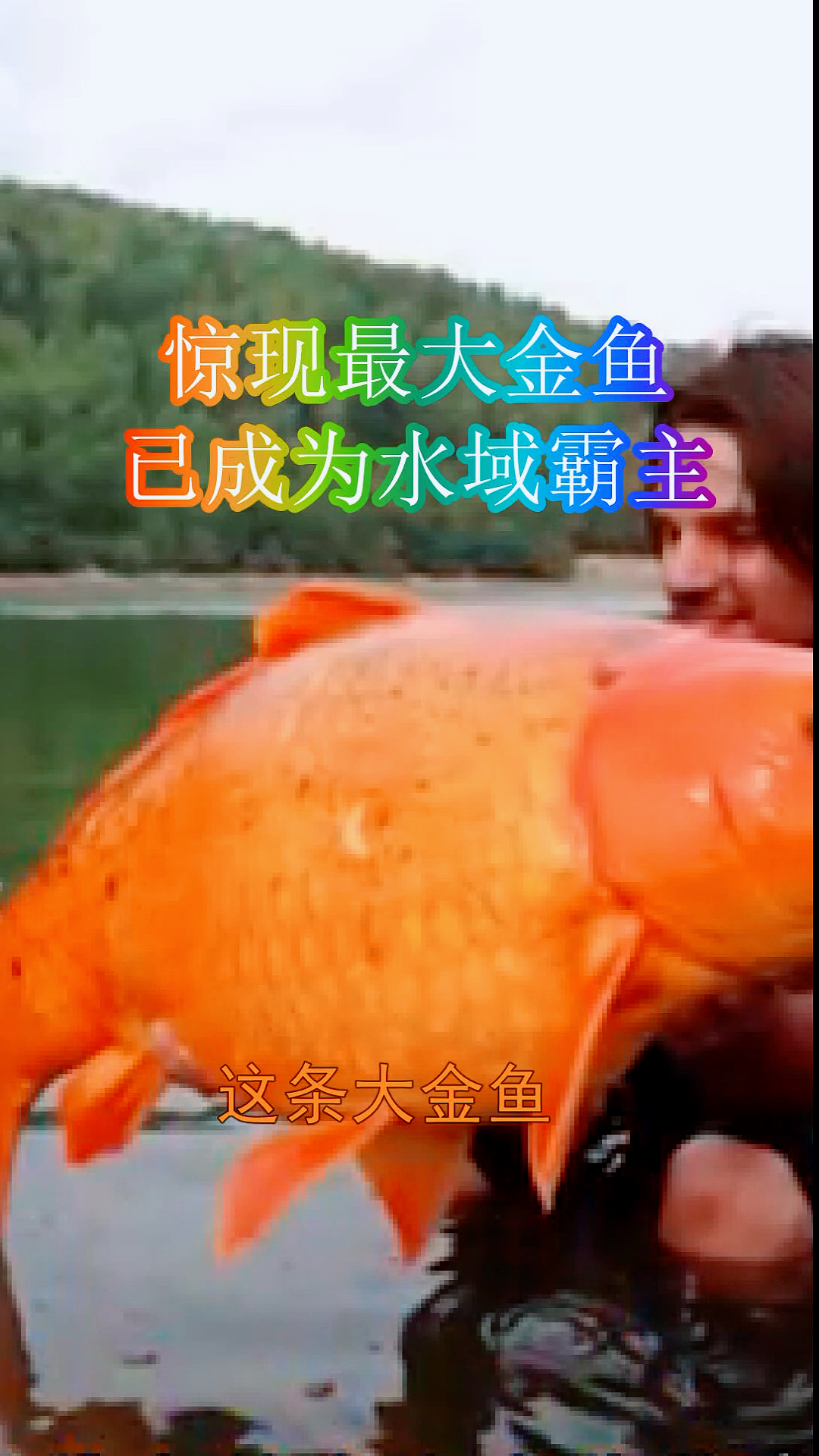 金鱼从鱼缸里的萌宠,蜕变成为水域里的霸主