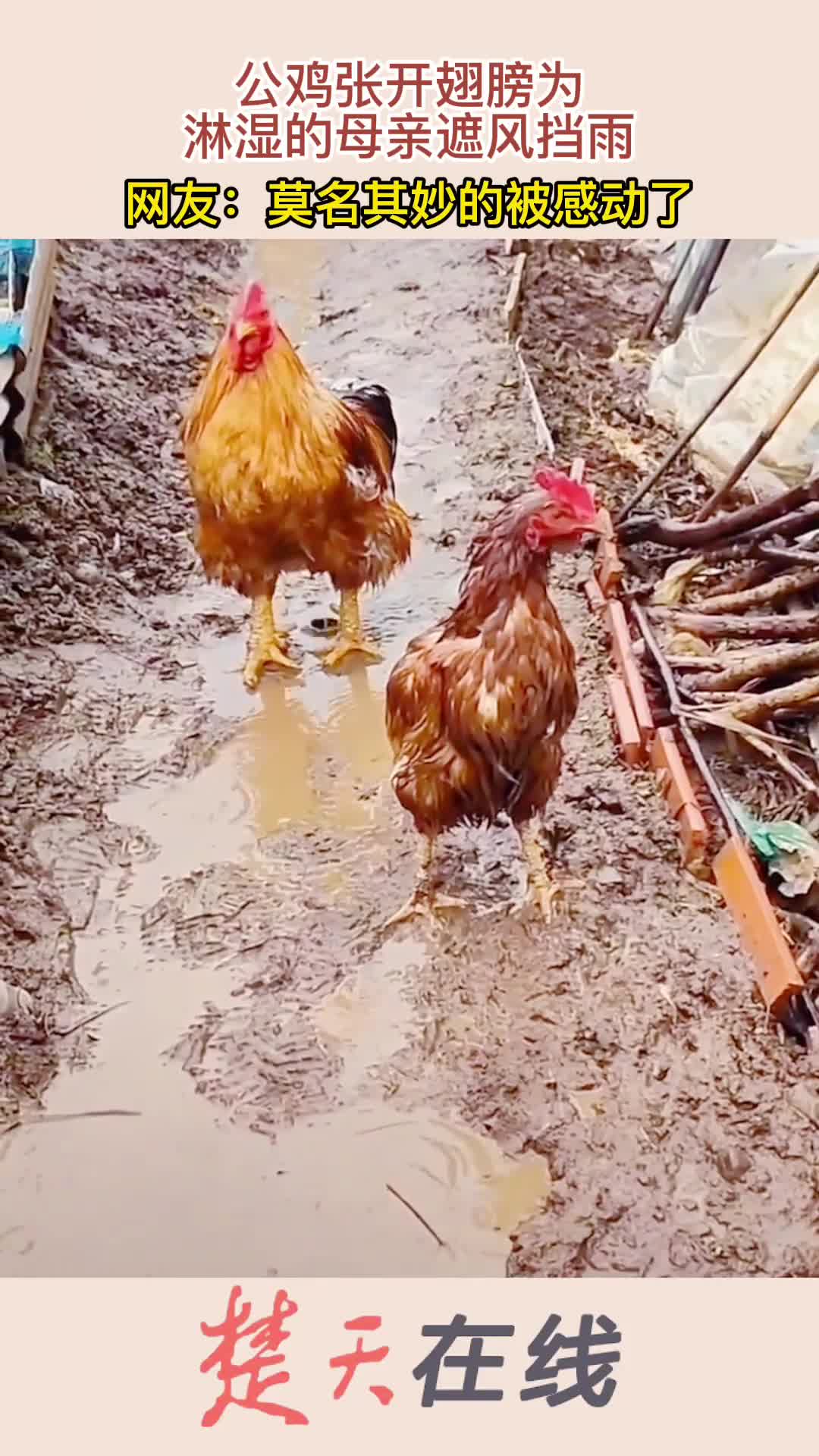 神奇动物在这里公鸡张开翅膀为淋湿的母鸡遮风挡雨