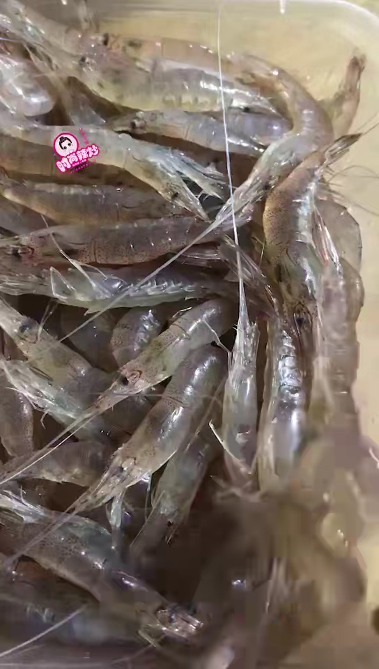 吃卤虾的小窍门 餐厅的卤青虾是由活虾现点现卤的,[呲牙]因为都是现点现卤