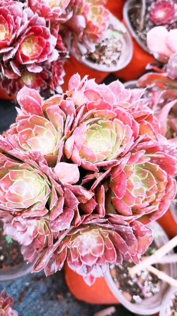 云南多肉植物红铜壶法师