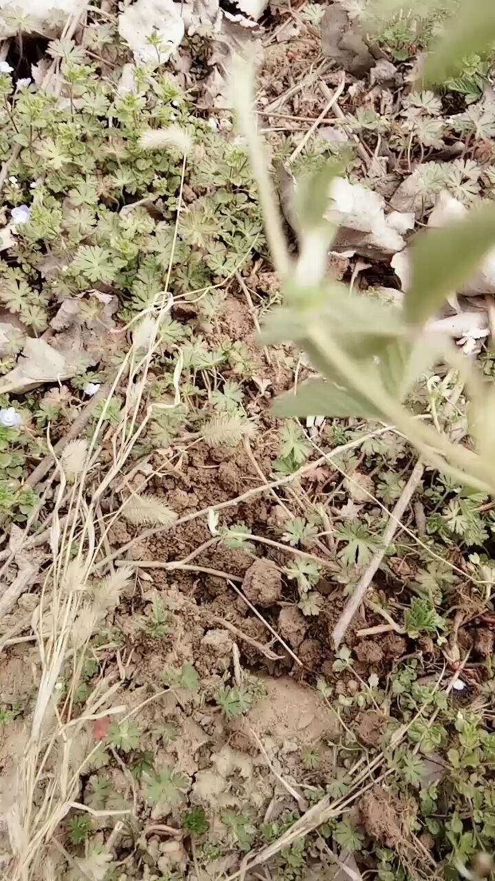 不一样的鸡腿