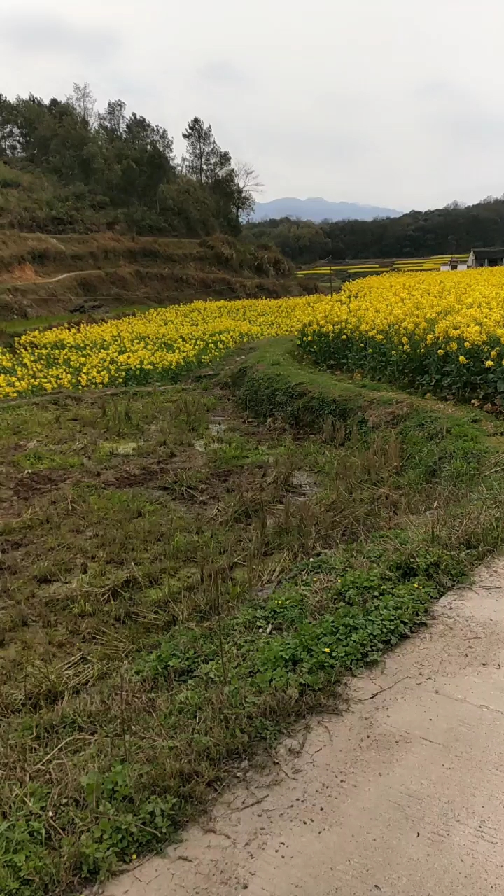 一片油菜花田