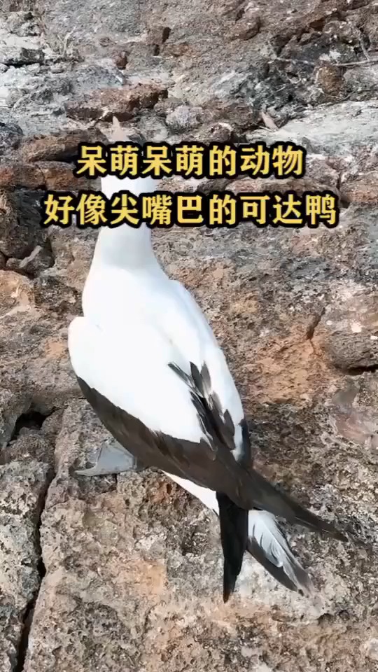 #搞笑视频#呆萌呆萌的动物好像尖嘴巴的可达鸭