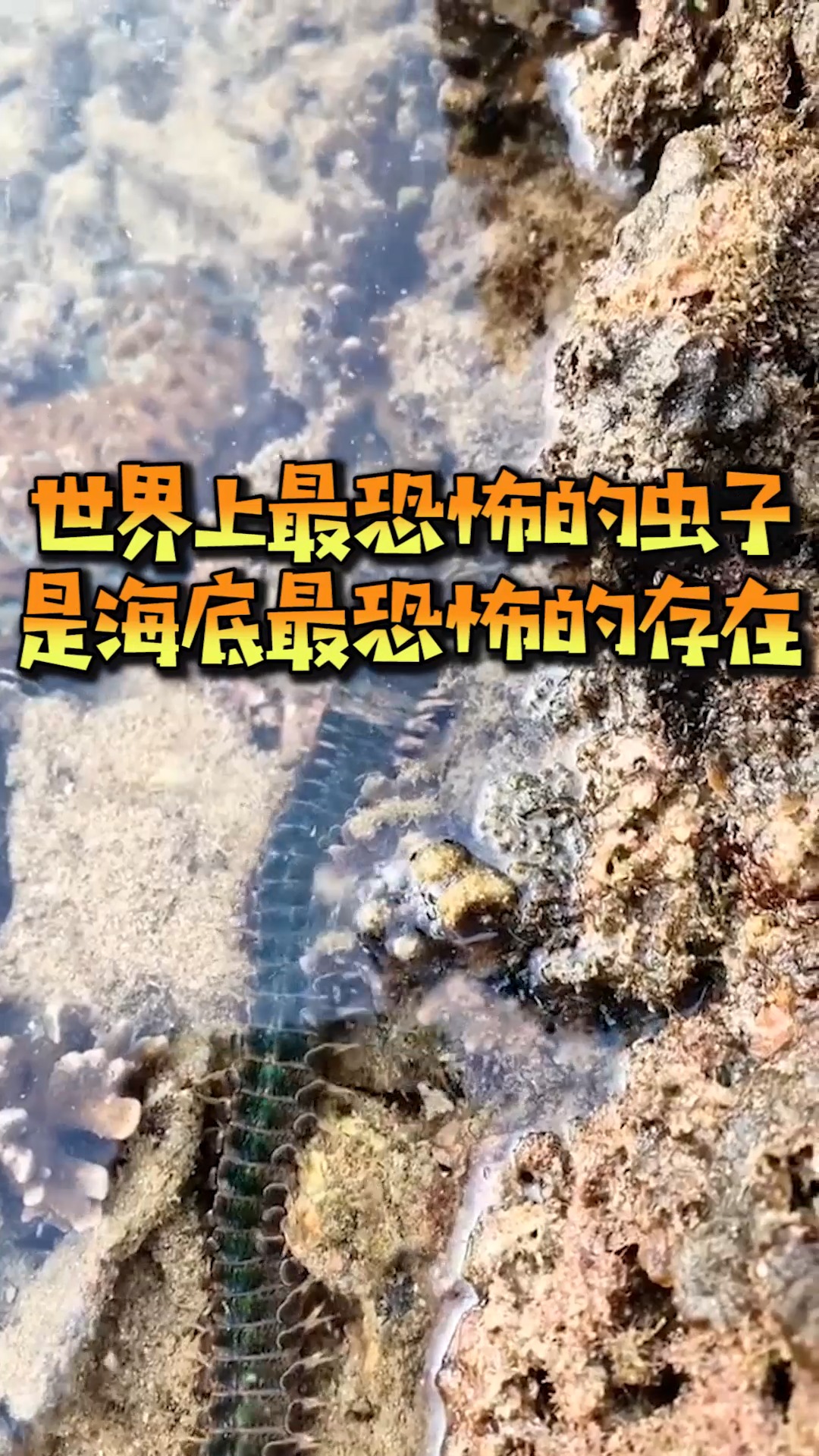 世界上最恐怖的虫子,也是海底最恐怖的存在