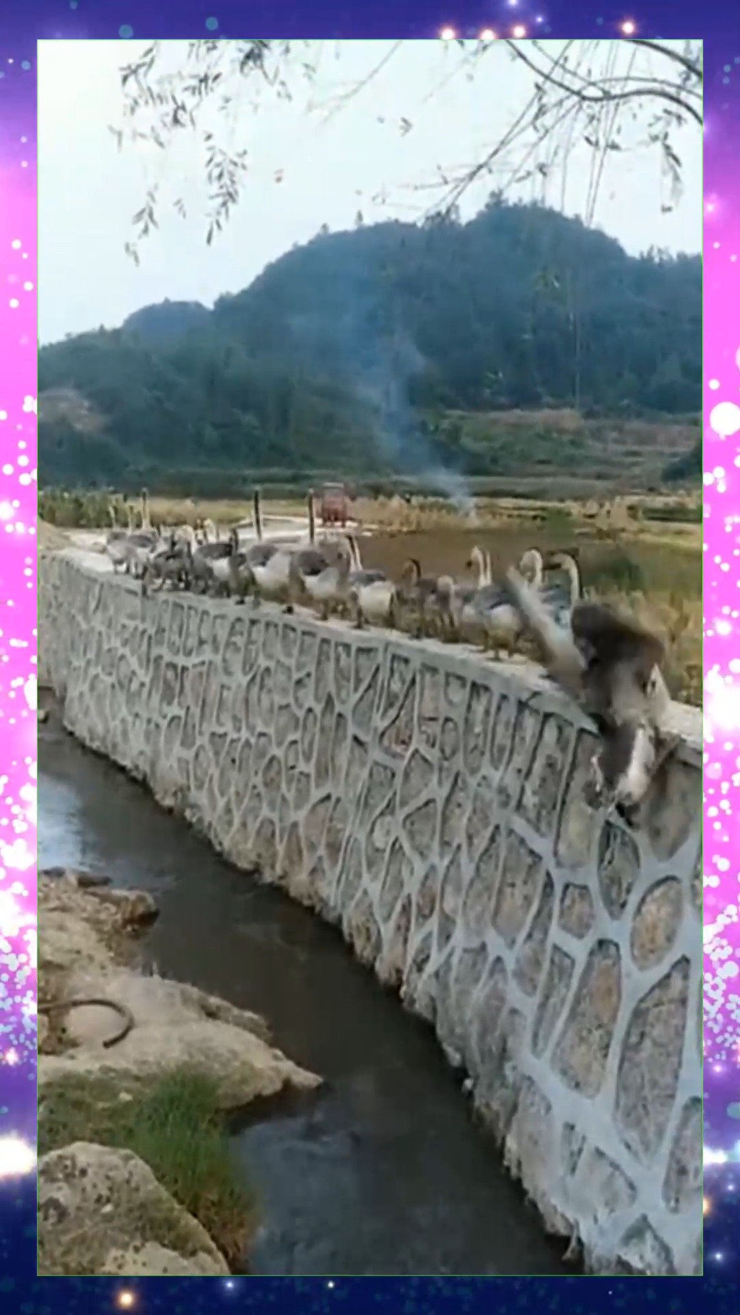 #娱乐#门前大桥下流过一群鸭,鸭子走路总是排着队走,有秩序的小动物