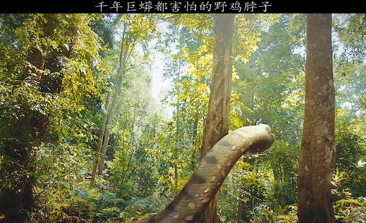 吴邪小哥碰到千年巨蟒,巨蟒却被鸡冠蛇吓跑