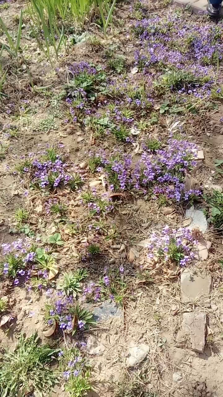 分享视频
