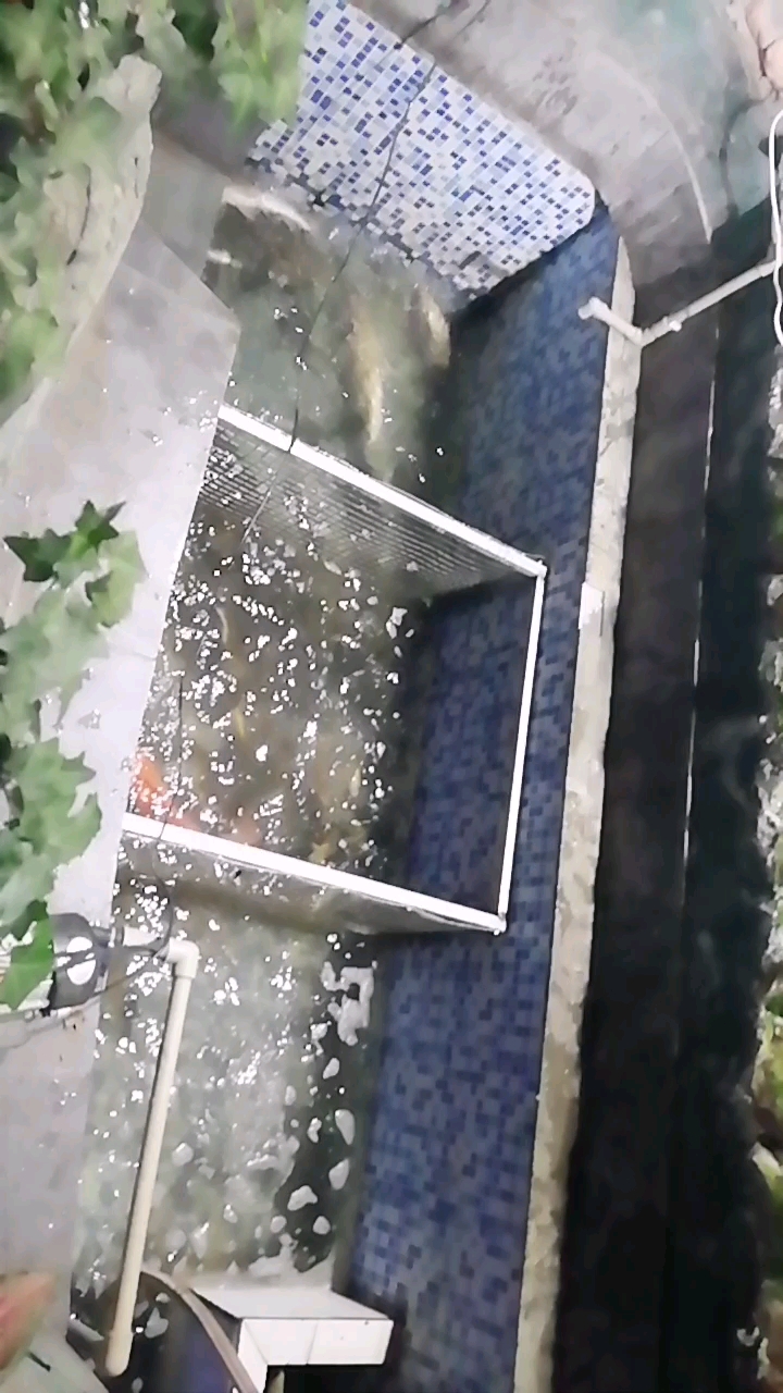新鲜的鲫鱼 草鱼 身上弄得到处是泥巴!我们的老板辛苦了