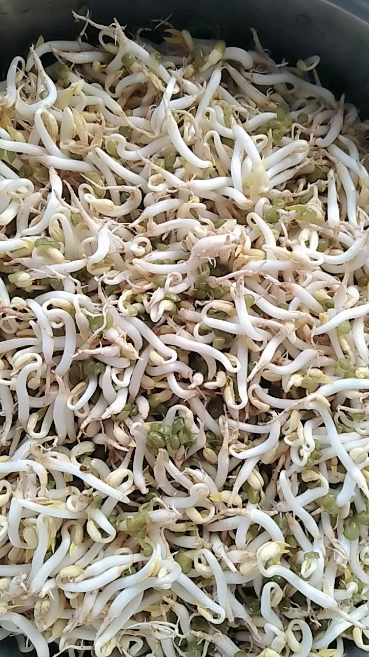 自己生的豆芽营养健康!第六天